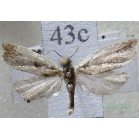 Ancylis laetana (Fabricius, 1775) Czech43c